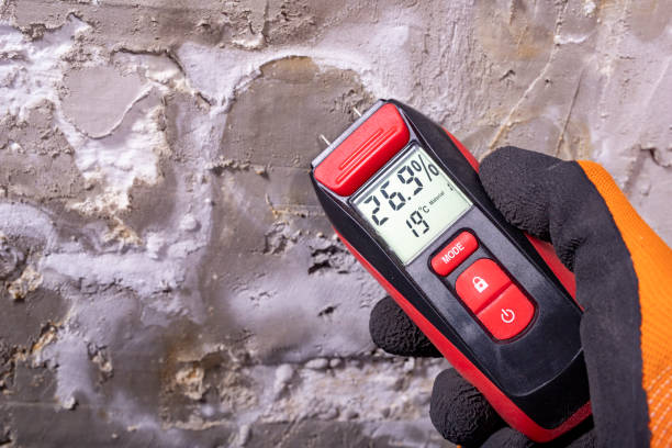 Reliable St Louis, MO Mold Removal Solutions
