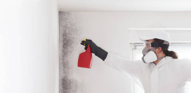  St Louis, MO Mold Removal Pros