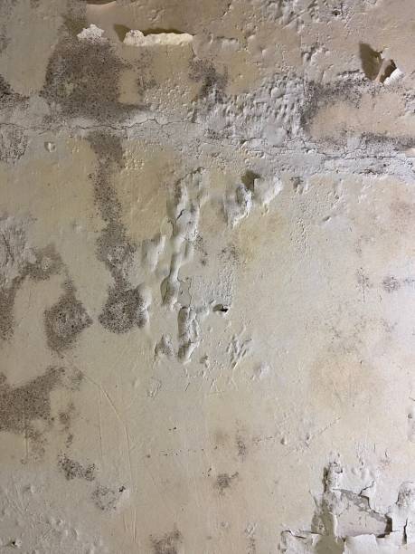 Best Toxic Mold Removal  in St Louis, MO