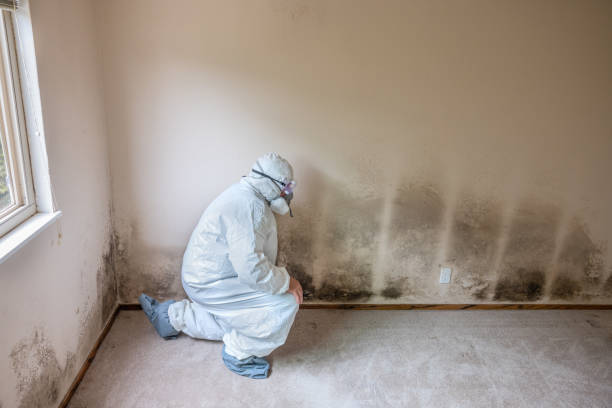 Best Mold Damage Repair  in St Louis, MO