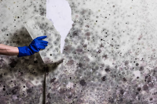 Best Fast Mold Removal  in St Louis, MO