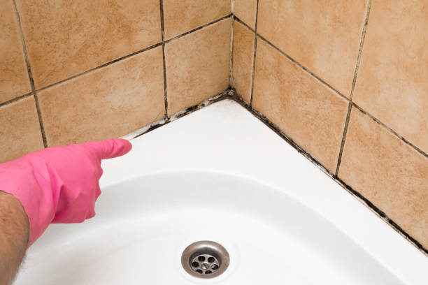 Best Professional Mold Removal  in St Louis, MO